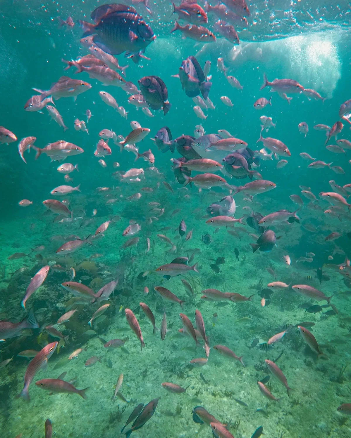 Snorkeling & Buceo 